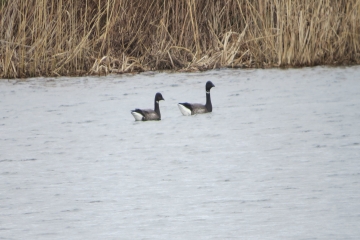 Wildlife sightings for 13th March 2022